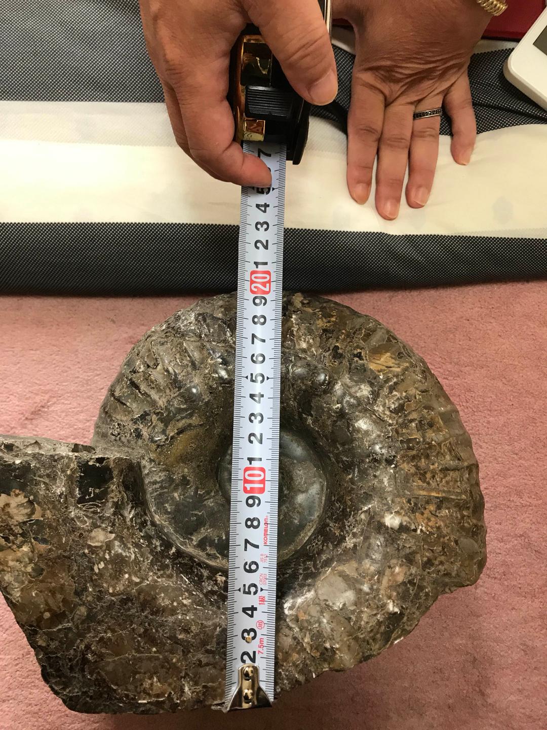 北海道産のアンモナイト