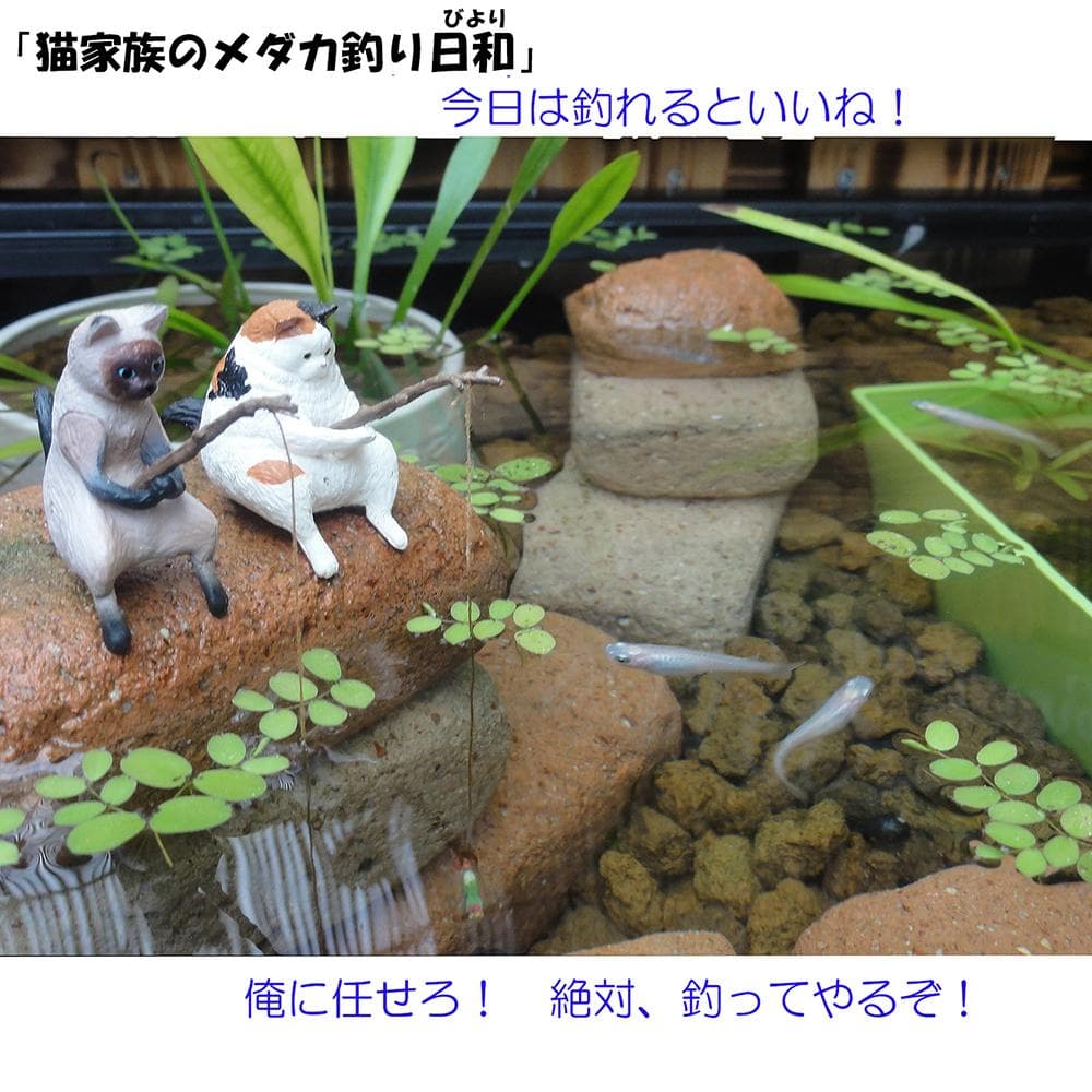 ビオトープ 60Ｌ　トロ舟＆木枠セット（フラット防鳥網付き）メダカ・金魚用