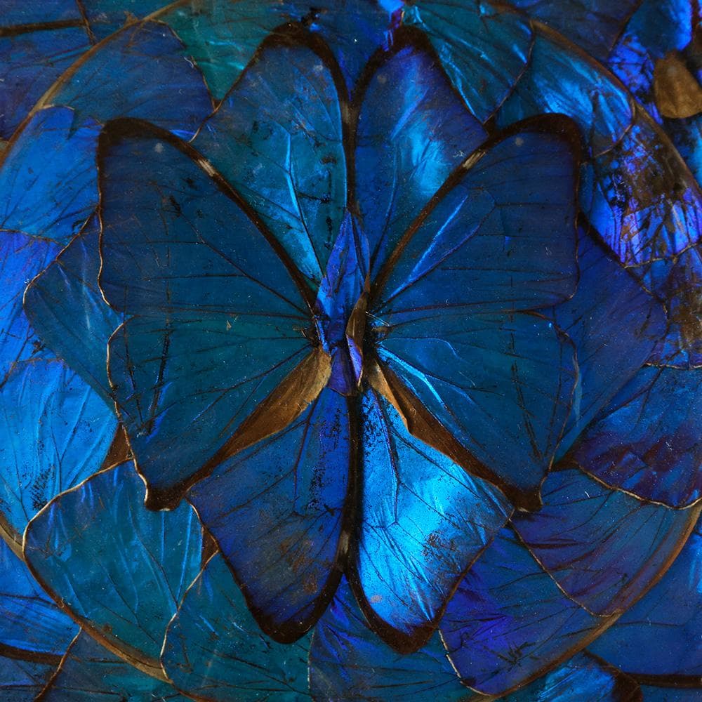 ブルーモルフォ蝶 飾り額 バタフライアート 蝶画 蝶額 標本？羽根細工