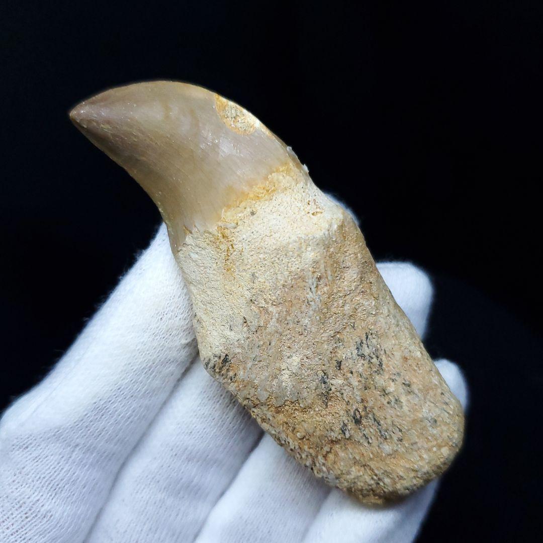 極上 歯根付き モササウルス 化石 歯 本物 70.72mm mos63