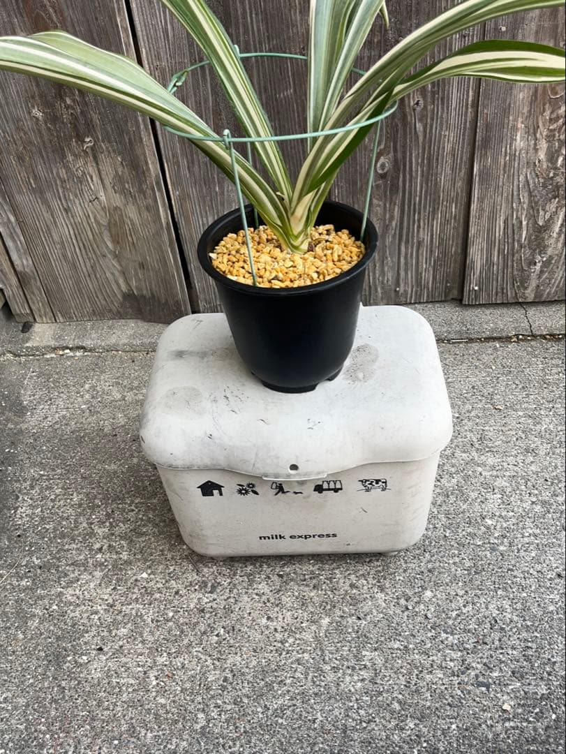 万年青銘品『鶴裳』成木　寒蘭　春蘭　東洋蘭　万年青