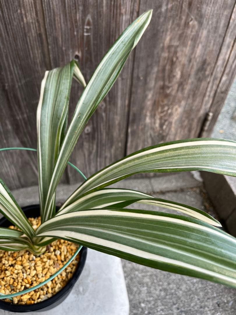 万年青銘品『鶴裳』成木　寒蘭　春蘭　東洋蘭　万年青