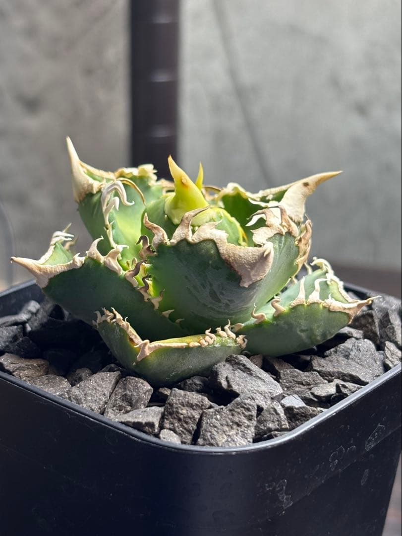 アガベ　CJ Special ホホジロタイプ　発根済⑦