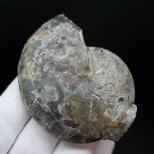 アンモナイト 三畳紀 化石 本物 ノルウェー産 68.18mm  fan5