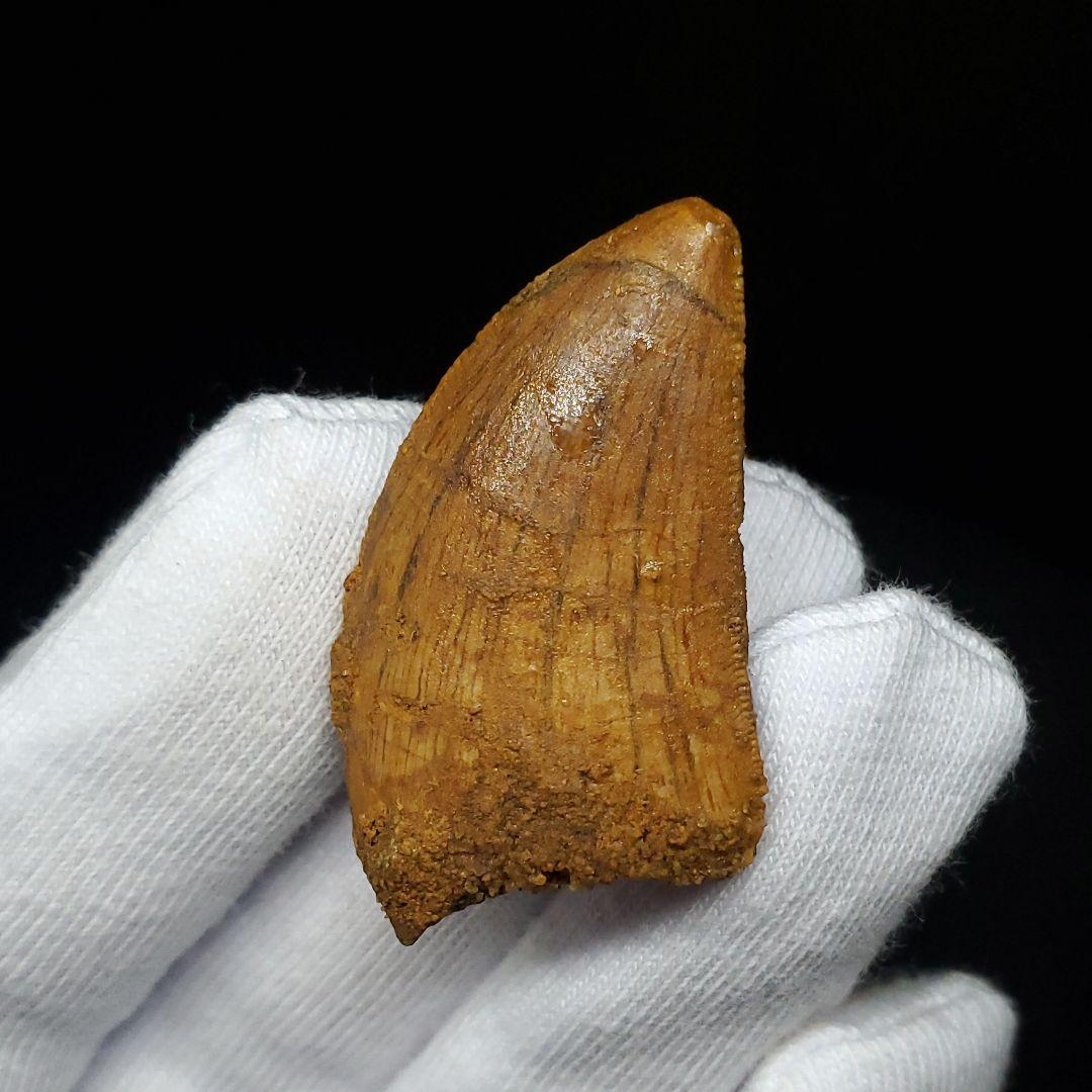 極上 カルカロドントサウルス 歯 化石 本物  35.81mm  fca2