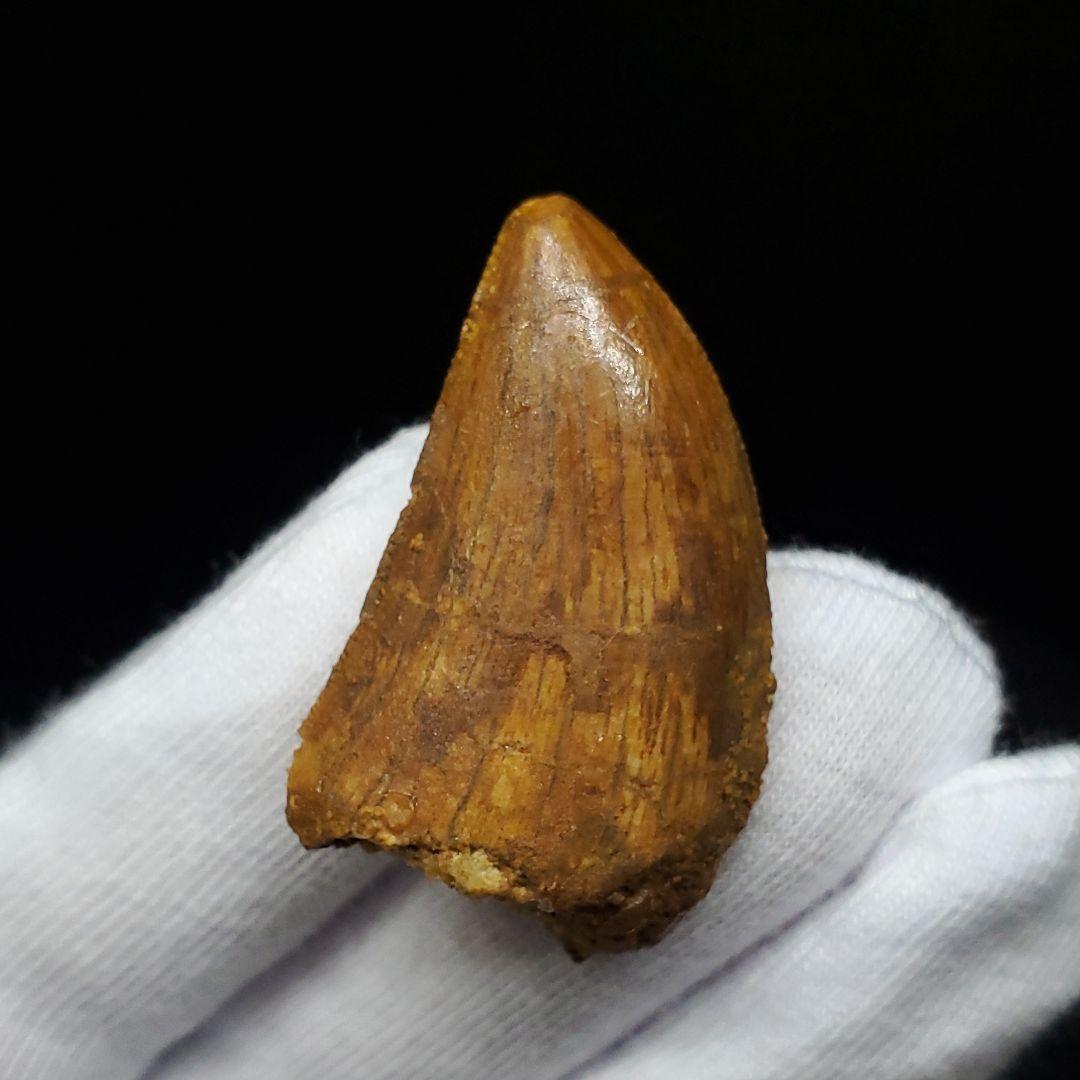 極上 カルカロドントサウルス 歯 化石 本物  35.81mm  fca2