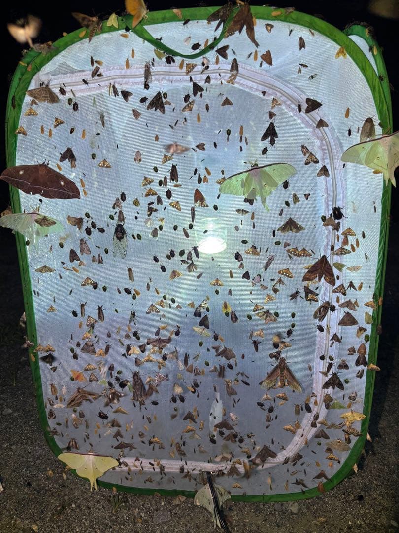 灯火採集 ライトトラップ HID 100w仕様 紫外線放出加工済