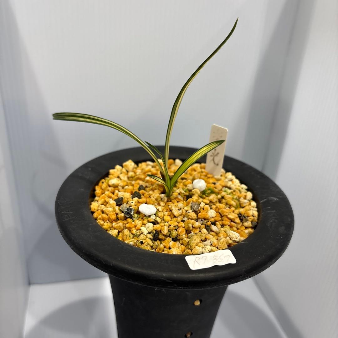 春蘭　韓国春蘭　栄光No.8 掘り出し物SALE