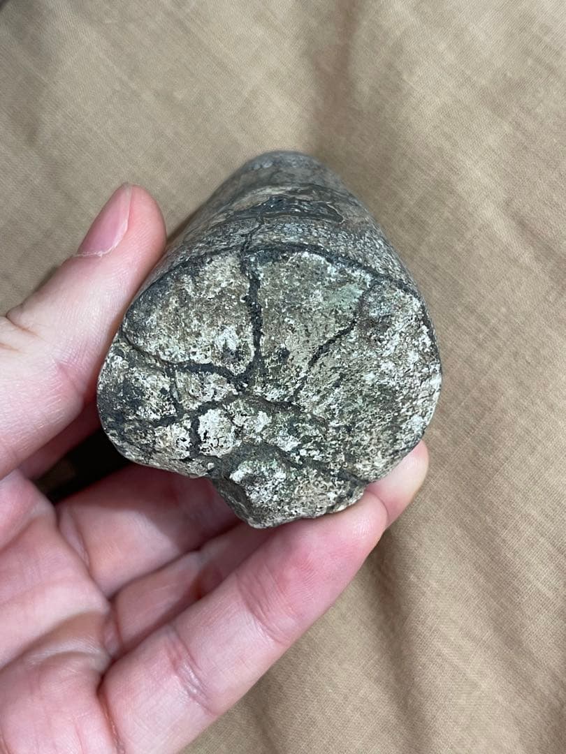 博物館級 最恐 古代クジラ リヴィアタンメルビレイ 歯 化石 鉱物標本