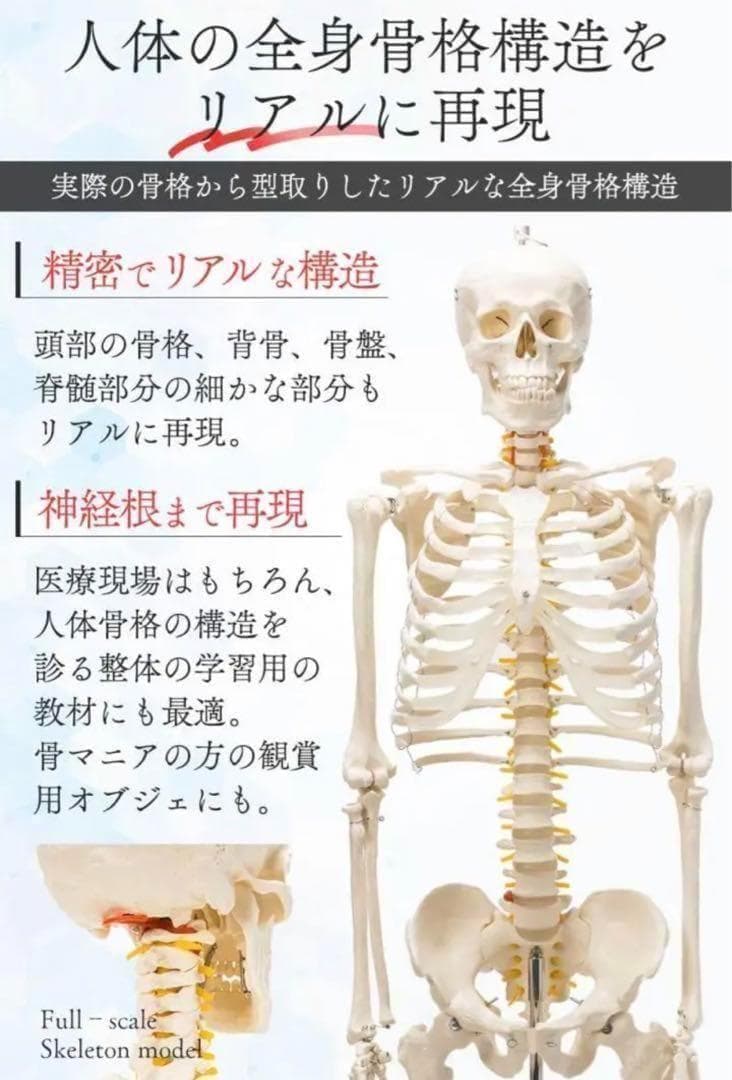 B1743等身大 人体模型 170cm神経根有り全身骨格模型 骨格標本 骸骨模型