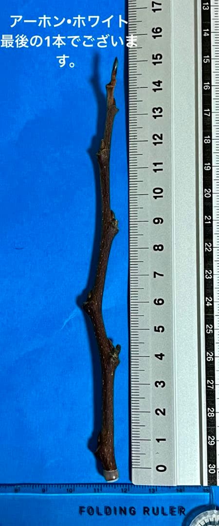 サマーデライト✖️アーホン•ホワイト (クオリティB) 2本セット価格 9000円