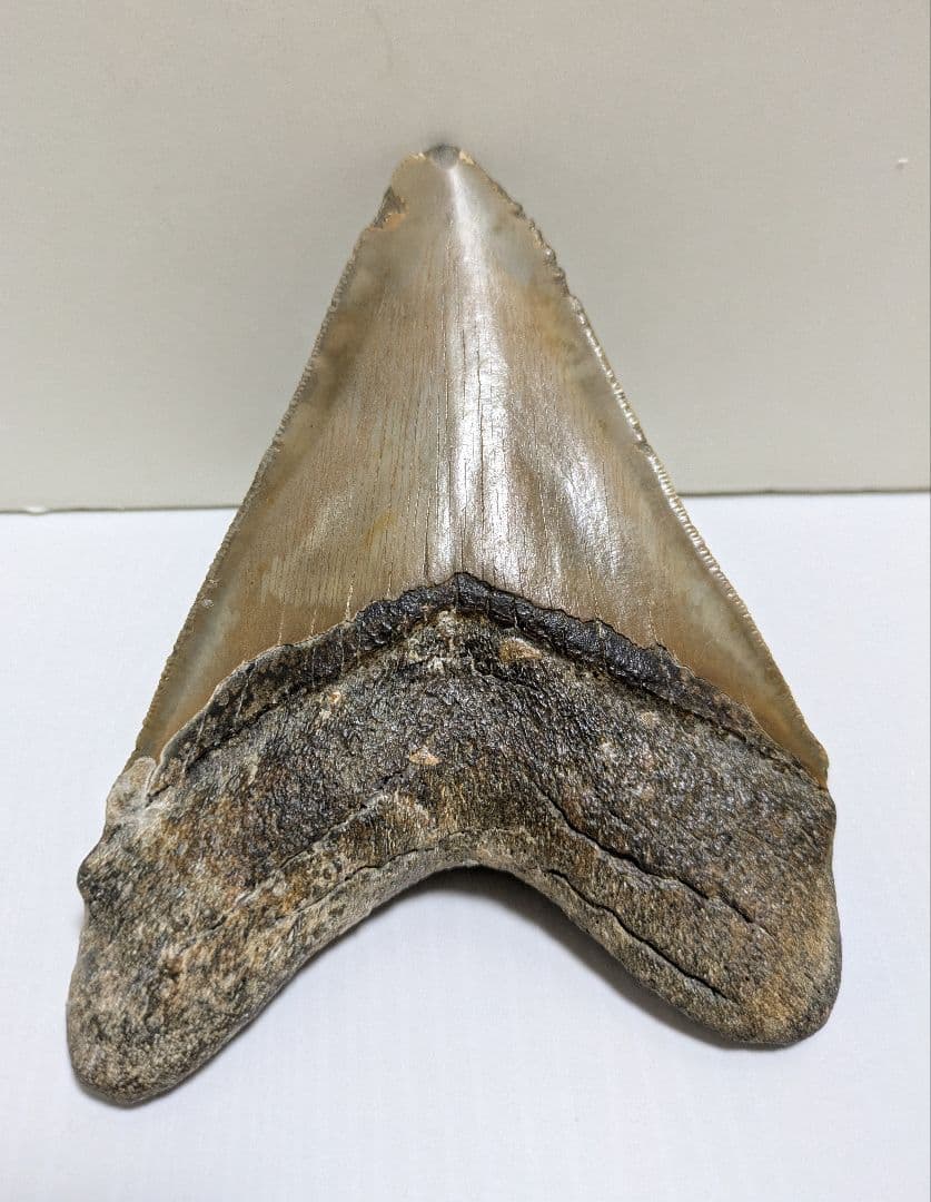 メガロドン化石 重さ256.5g 長辺約127mm(約5インチ) 横辺約93mm