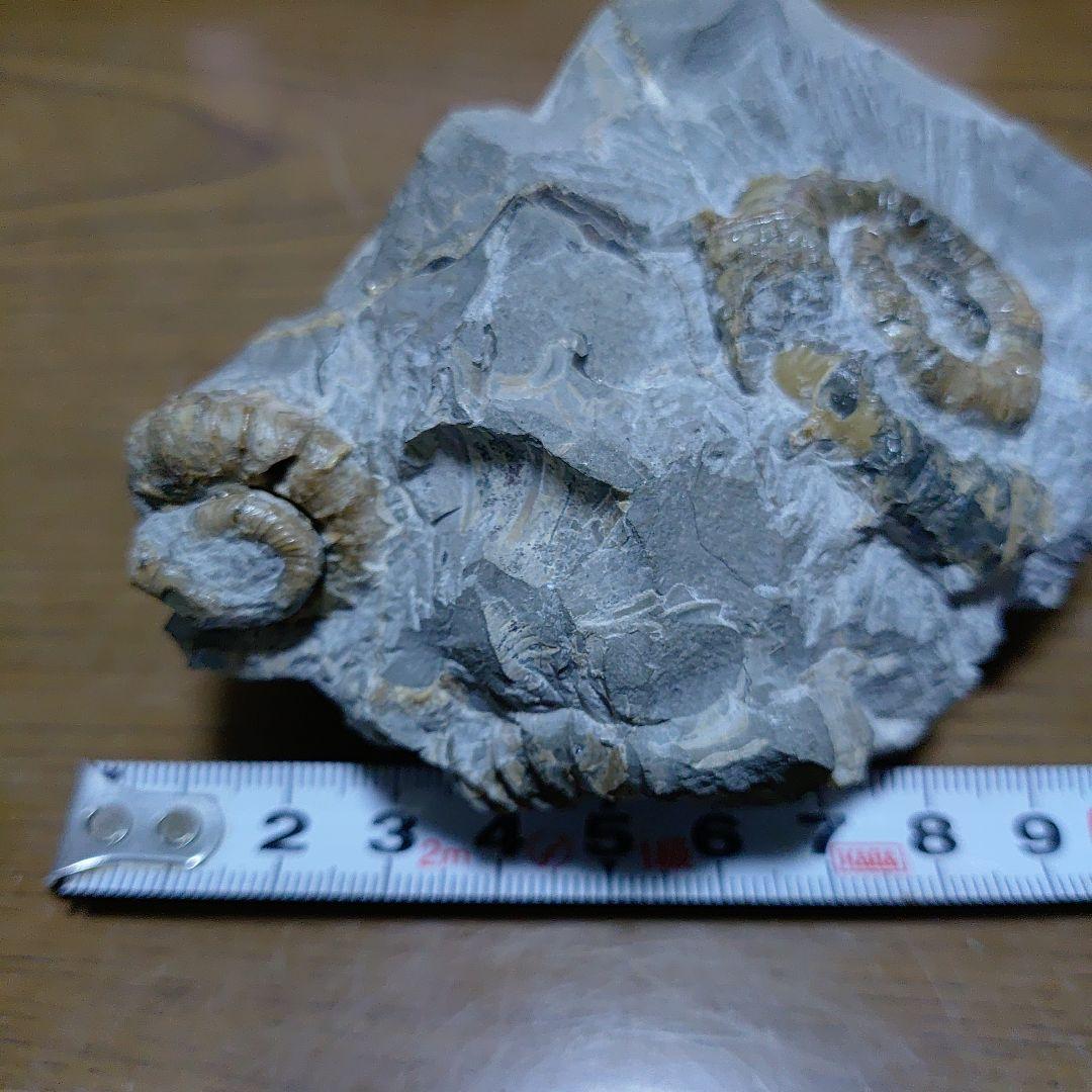 北海道アンモナイト 異常巻きムラモトセラス等