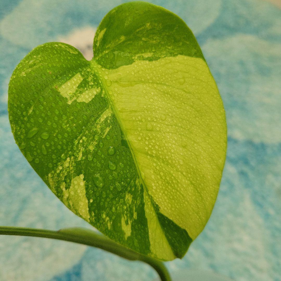 最終値下げ！斑入りモンステラ☆希少最高セブブルーミント☆トップカット発根済み