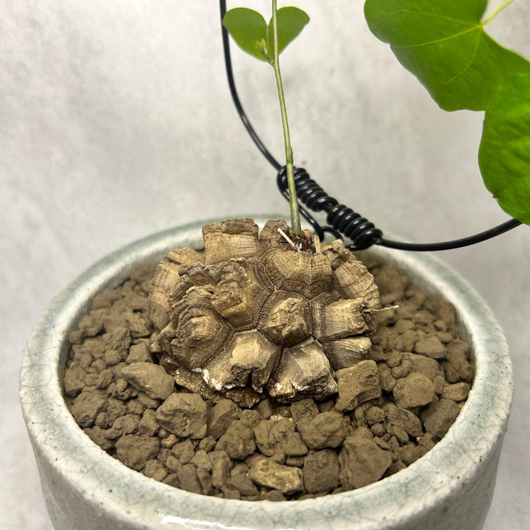 亀甲竜 (鉢入り) 6cm越え バキボコ割れ ディオスコレア　塊根植物