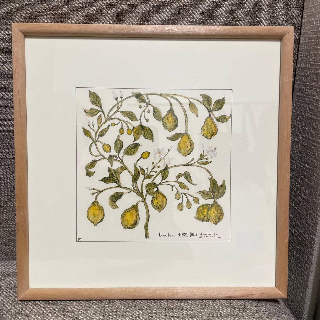 コリッチ　coricci ボタニカル　シチリア　イデー