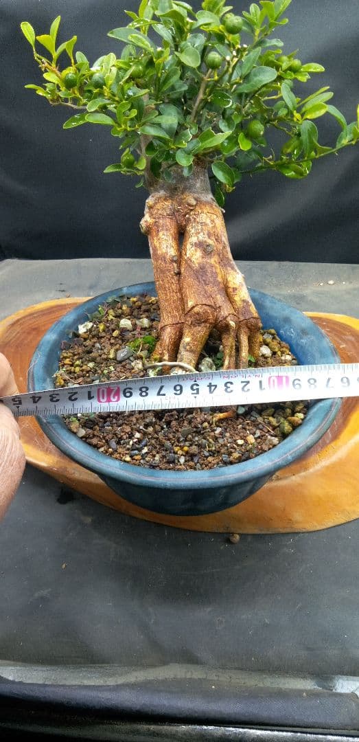 ゆり小品盆栽キンズ