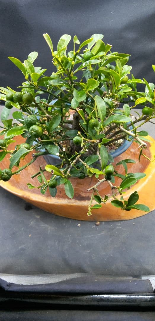 ゆり小品盆栽キンズ