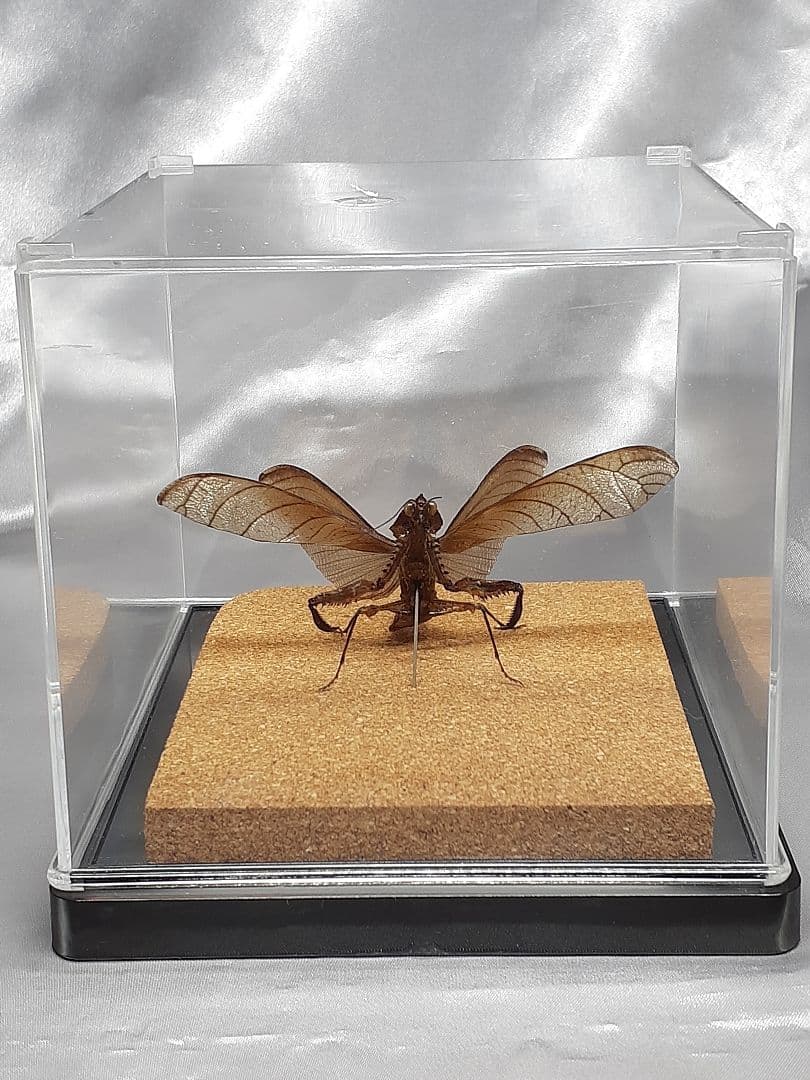 マオウカレハカマキリ雄　立体標本　魔王枯葉