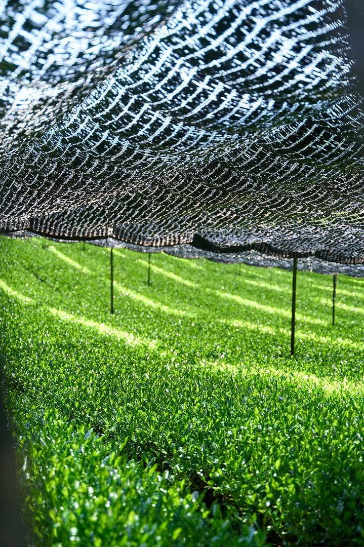 【5缶セット】京都和束町産のオーガニック抹茶缶（シングルオリジン）