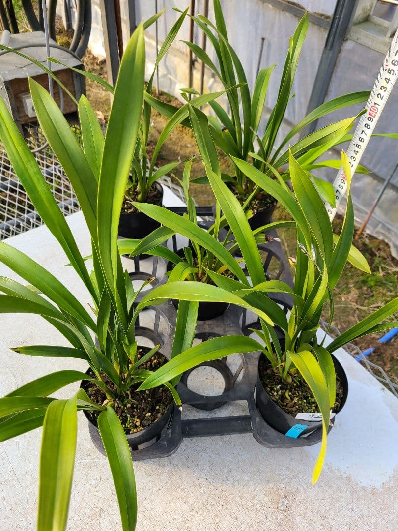 ミスマフェット。花芽2個5鉢セット。蜜蜂誘引蘭。日本蜜蜂