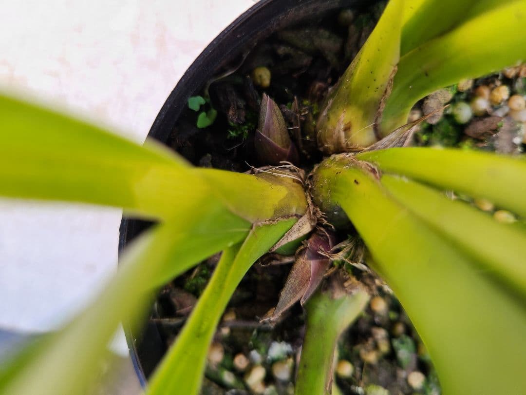 ミスマフェット。花芽2個5鉢セット。蜜蜂誘引蘭。日本蜜蜂