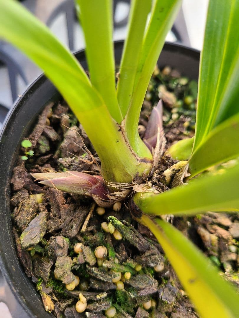 ミスマフェット。花芽2個5鉢セット。蜜蜂誘引蘭。日本蜜蜂