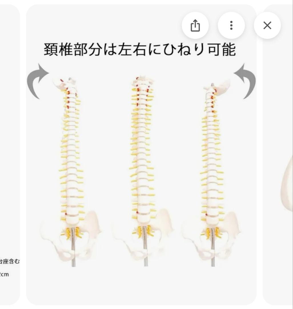 モノライフ　骨格模型4セット　脊椎　背骨