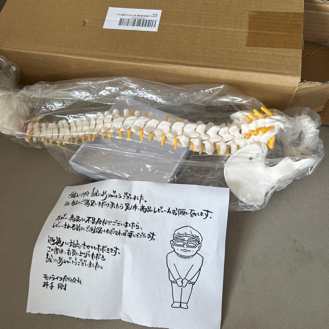 モノライフ　骨格模型4セット　脊椎　背骨