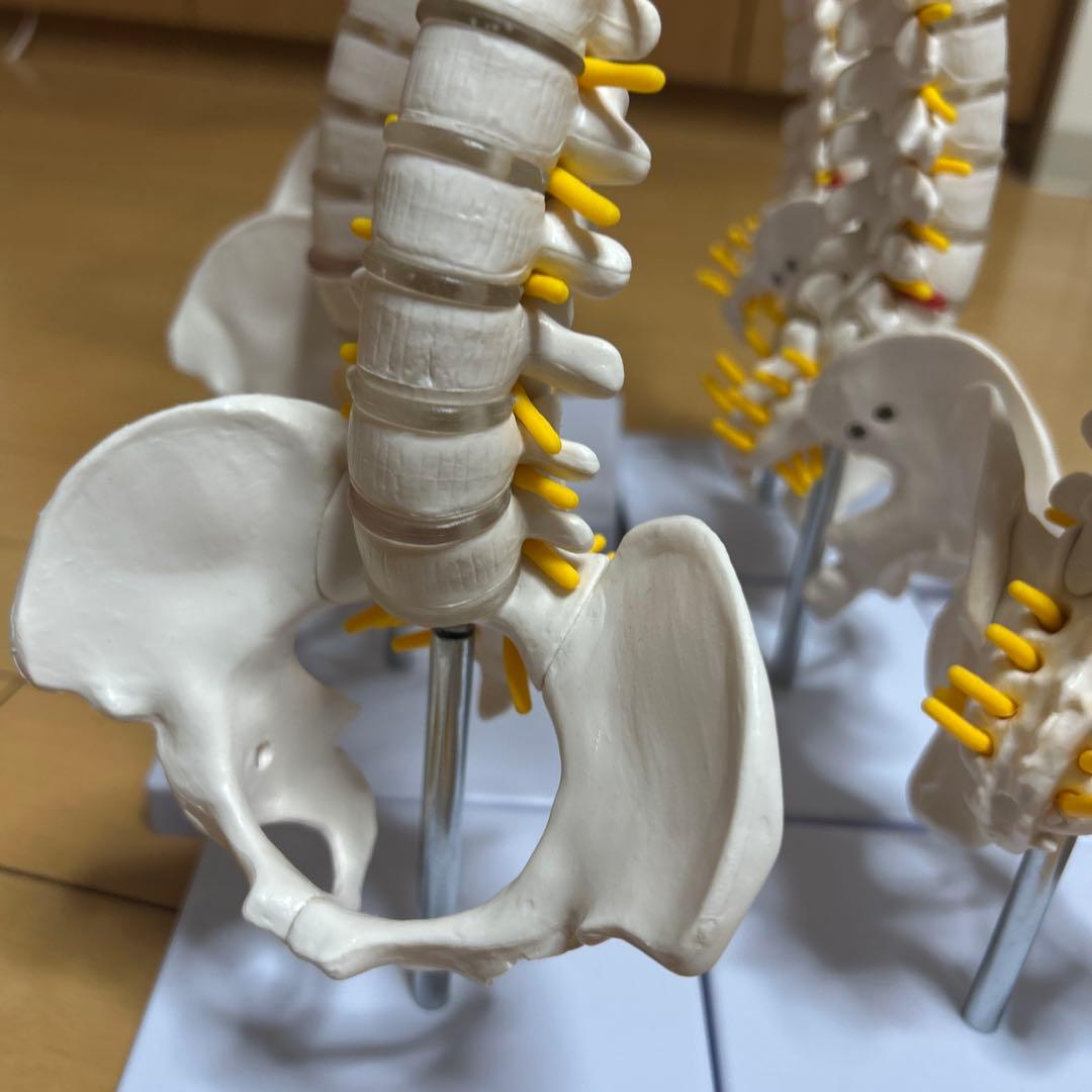 モノライフ　骨格模型4セット　脊椎　背骨