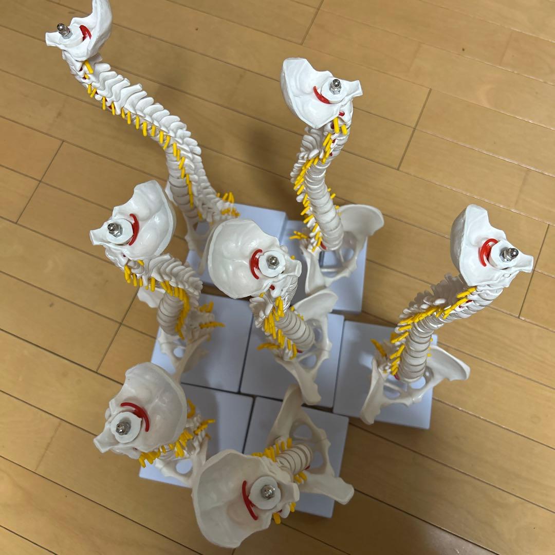 モノライフ　骨格模型4セット　脊椎　背骨