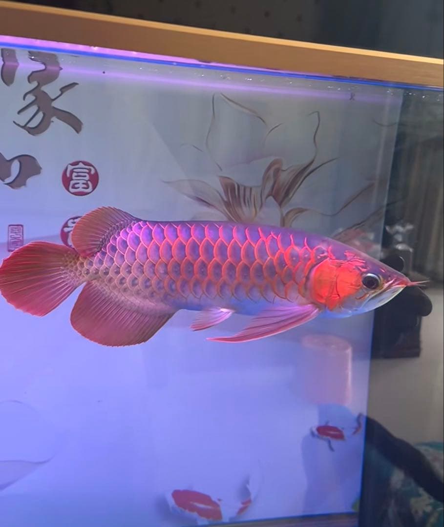 お得4セット 水槽浄水器セディメントフィルターPPF CTO ヤシガラ活性炭