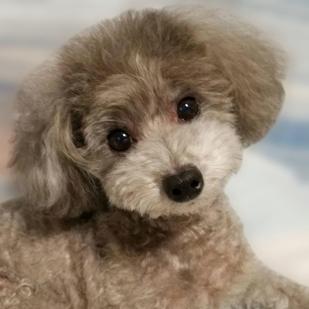 犬服♪手編み♪3名様オーダー受付終了致しましたm(__)m