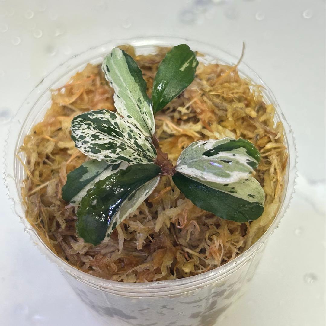 水草 Bucephalandra sp. CAKUMI