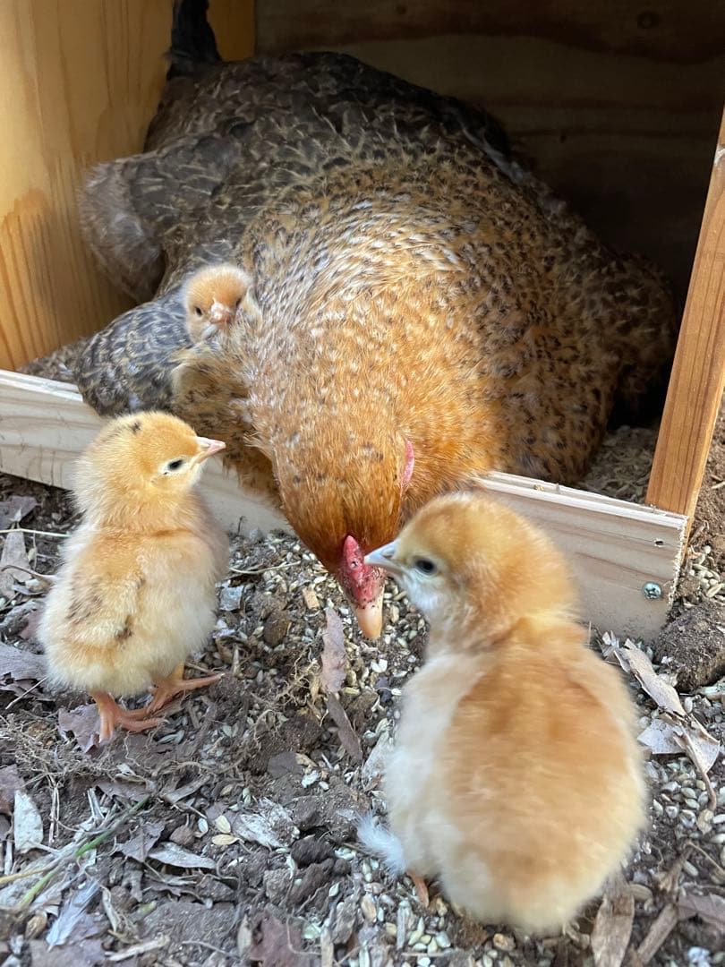 【受付用】結び卵　放し飼い有精卵　終生飼育
