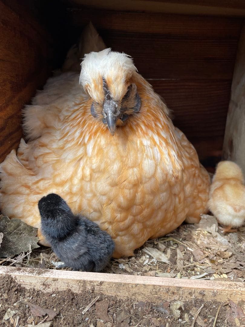 【受付用】結び卵　放し飼い有精卵　終生飼育