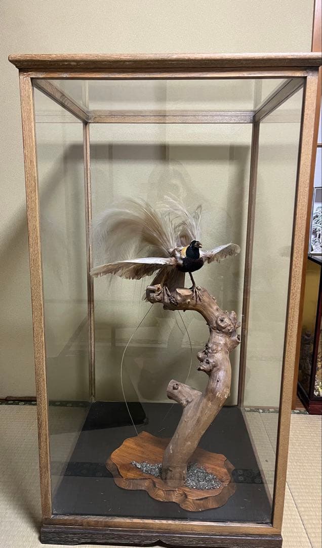 極楽鳥　剥製　置物