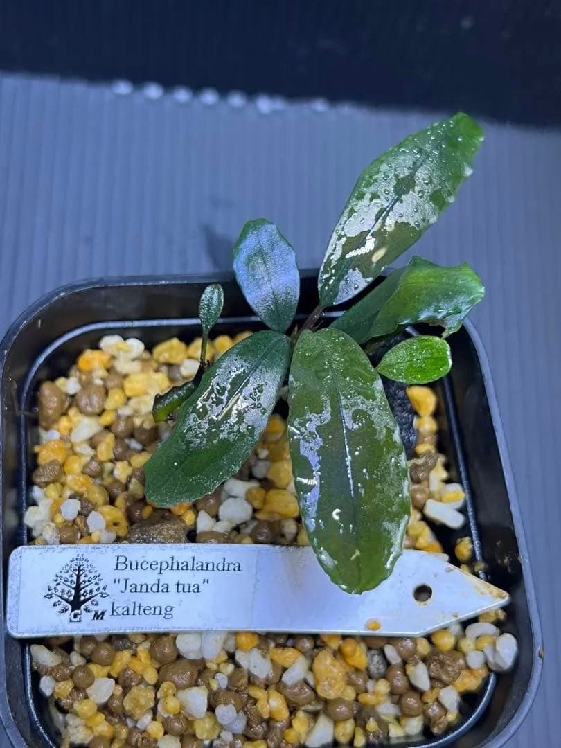 ブセファランドラsp \