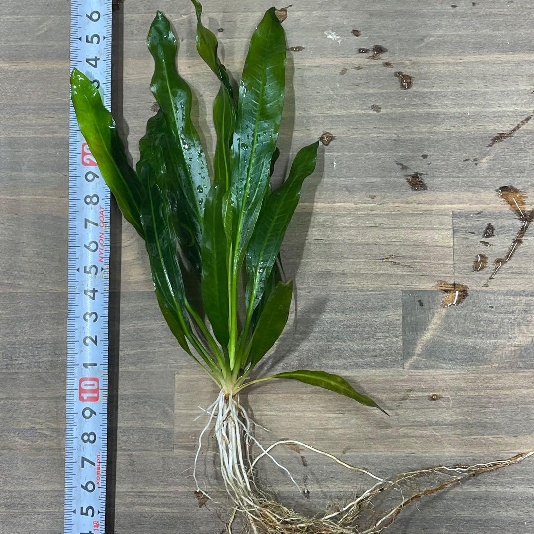 ニコ　E.ホレマニーヴェルデ1株と座標軸1株のセット