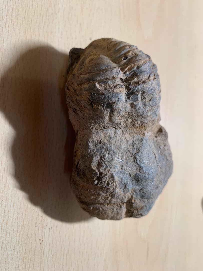 【希少】三葉虫の化石　大型（約8.5cm）