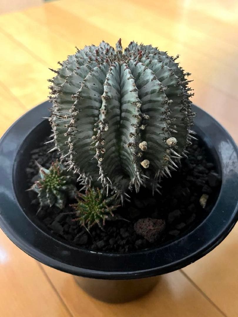 ユーフォルビアホリダ White zebra S胴太 親株 カキ子3株付き 雌株