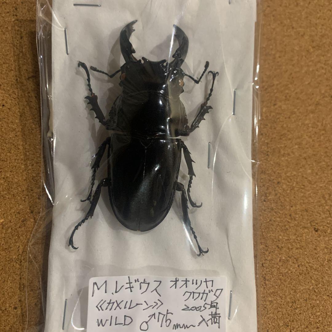 昆虫標本M.レギウス　オオツヤクワガタ雄75㍉野外品