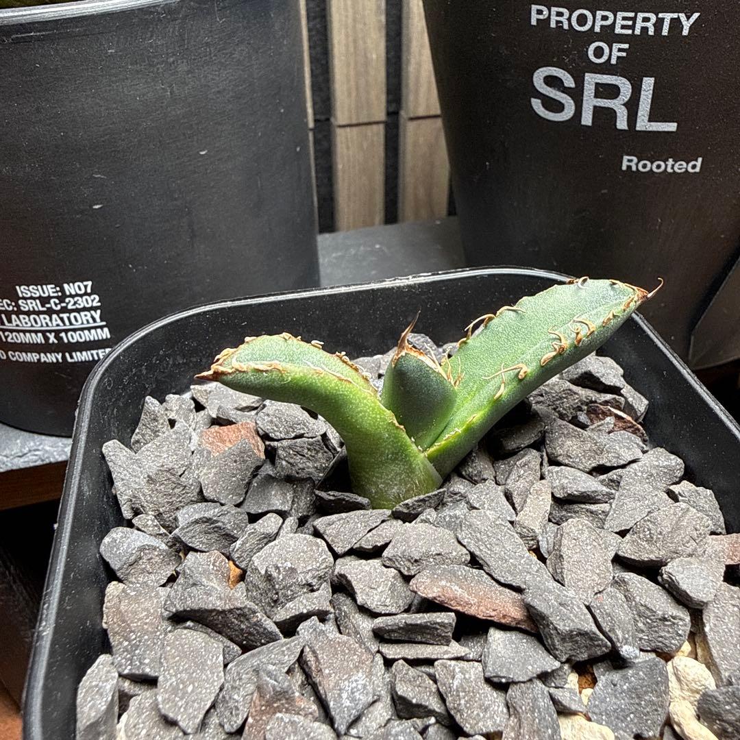 ま*ん様 アガベ　スーパーチタノタ　カクタスグリーン産　OC