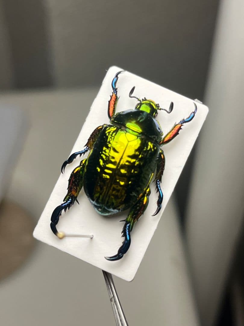 【属内最高峰】Pelidnota cyanitarsis　標本 プラチナコガネ