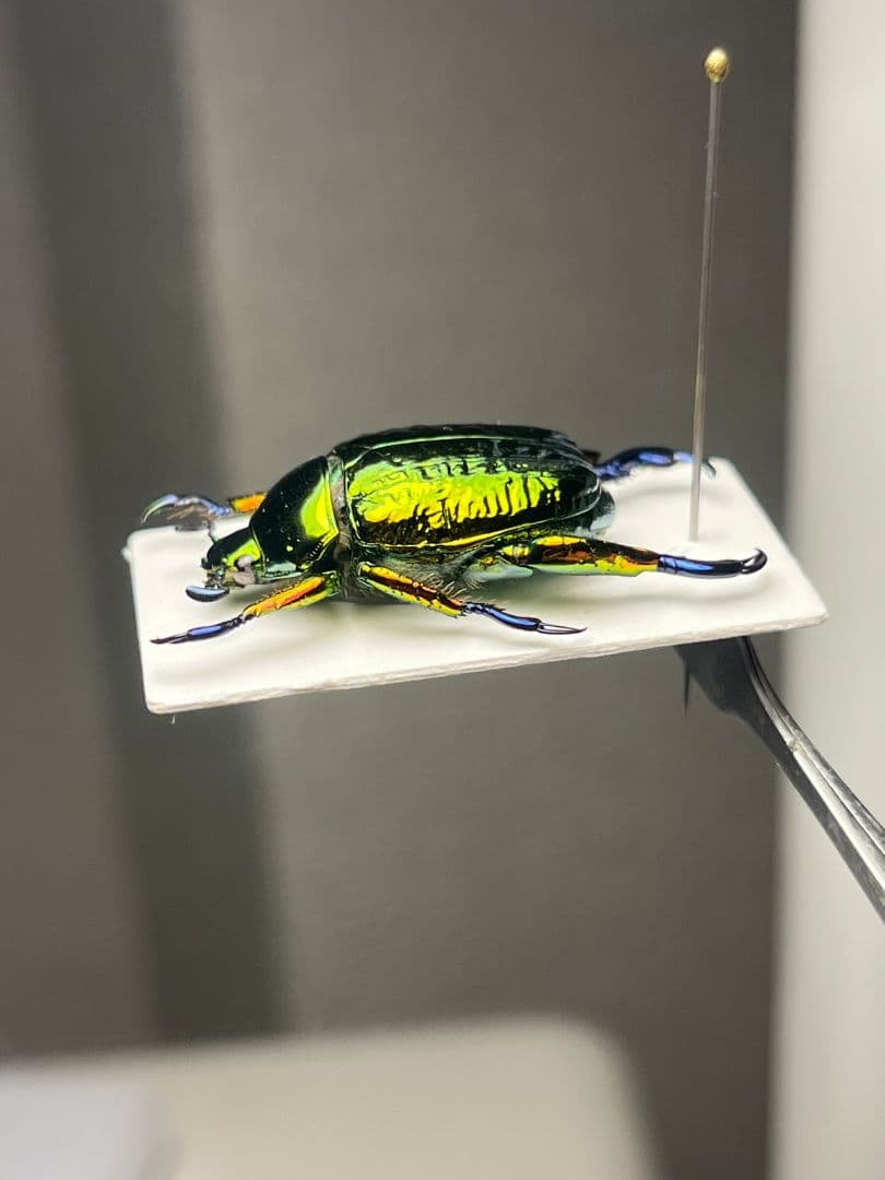 【属内最高峰】Pelidnota cyanitarsis　標本 プラチナコガネ