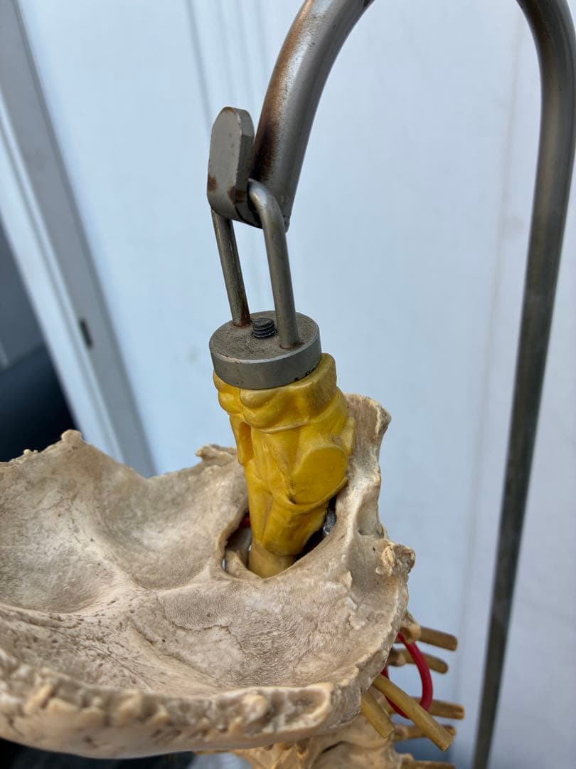 脊椎模型 約90cm