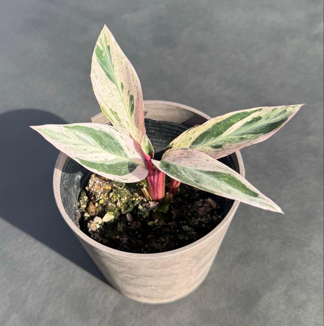 み*吉様 【美苗】激レア　ストロマンテ　トリオスター　斑入り　ゴマ斑　　抜き苗