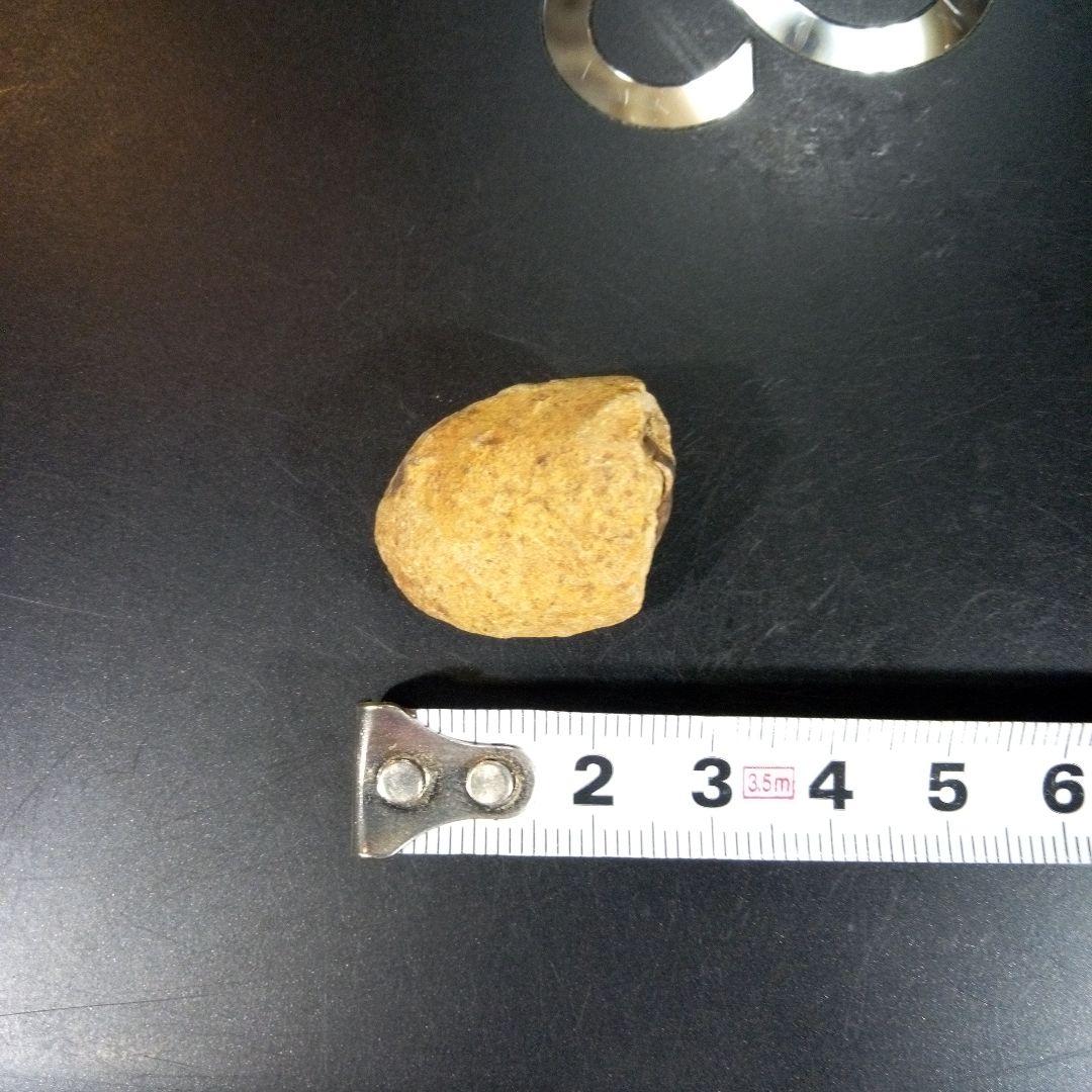 三葉虫　化石　fossil　ボリビア産　トライロバイト　三葉虫個体①