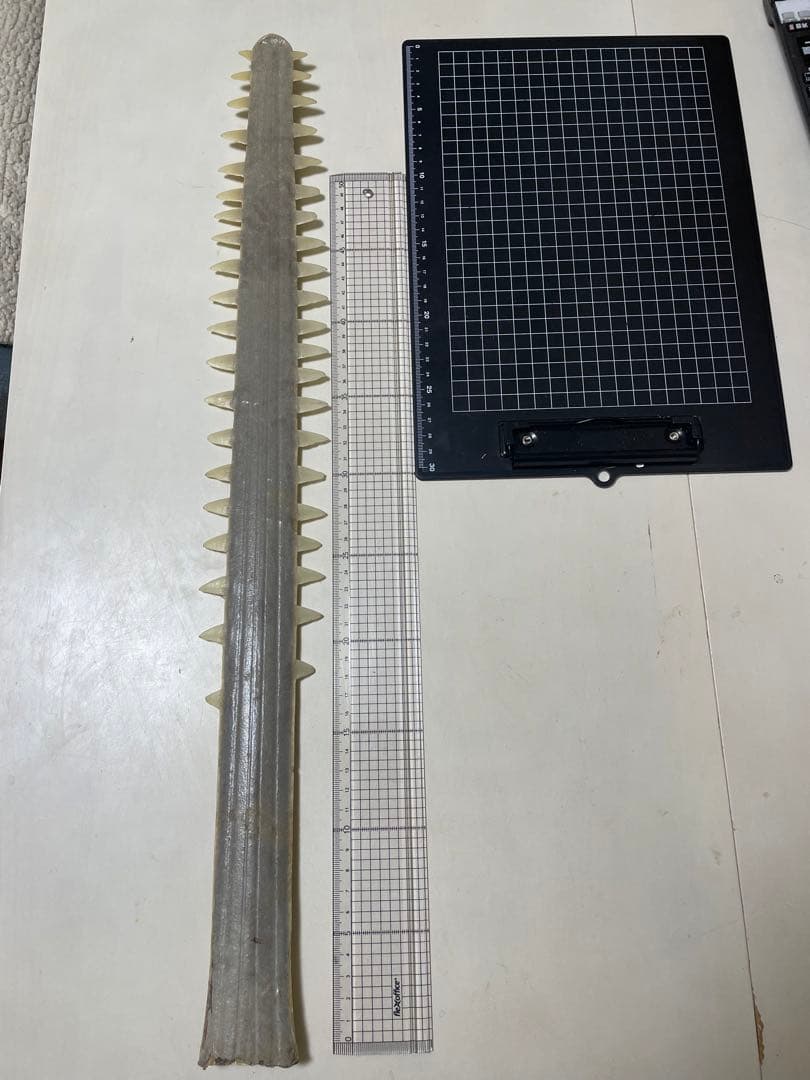 ノコギリザメの歯　標本