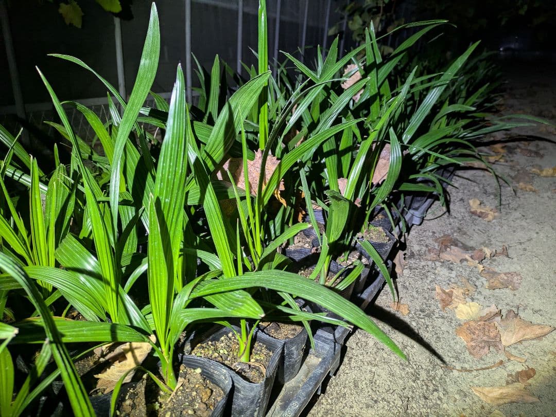 値引きセール！フェニックス カナリーヤシ 苗 50株セット　30cm